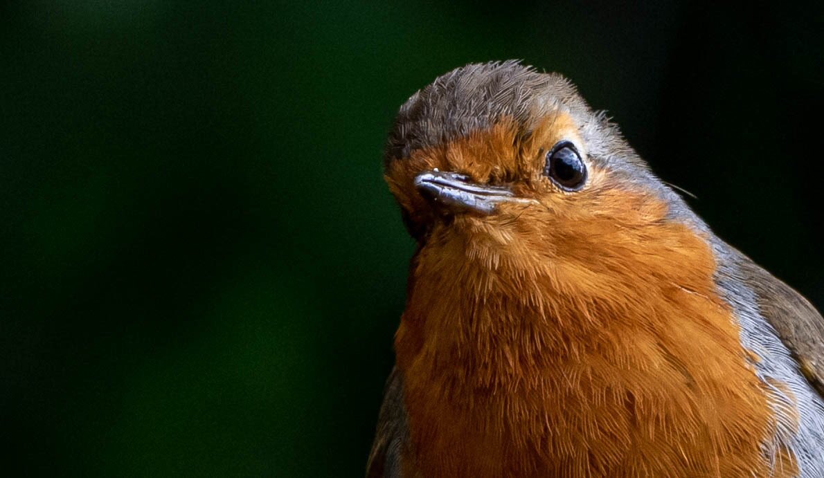 Daz72pix's tweet photo. My little Robin coming to say hello… or just coming to see what food i’m giving it today https://t.co/1N5jmePVoR