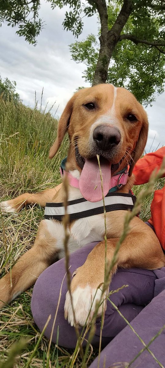 💕 Meet gorgeous Dillon 💕

How beautiful is he?! 😍

1yr old #beagle x, he is still a puppy! 

Dillon is so sweet, he's enthusiastic for life too! He loves to play, cuddle &amp; go for walks! 

madra.ie/dog-profiles/

#AdoptDontShop #Galway