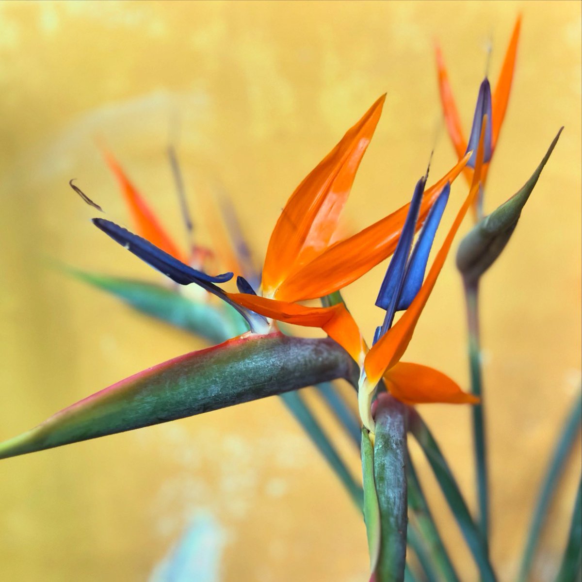 tdcmiller's tweet photo. Xseqär k’a! ¡Buenos días! Good morning!
#flower #flor #kotzij #guatemala #kaqchikel #maya https://t.co/lzebRGh49r