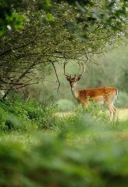 Robin Stanfill ⚜️ (@robinstanfill2) on Twitter photo 