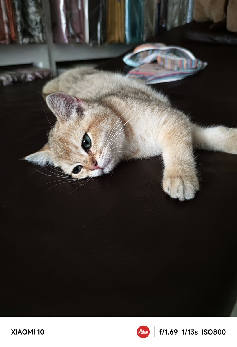 HuberyJemise's tweet photo. 🐱 https://t.co/e6P3rojnWe