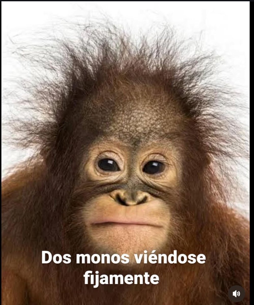 Domuzoficial's tweet photo. Hola https://t.co/VEqsRqIht9