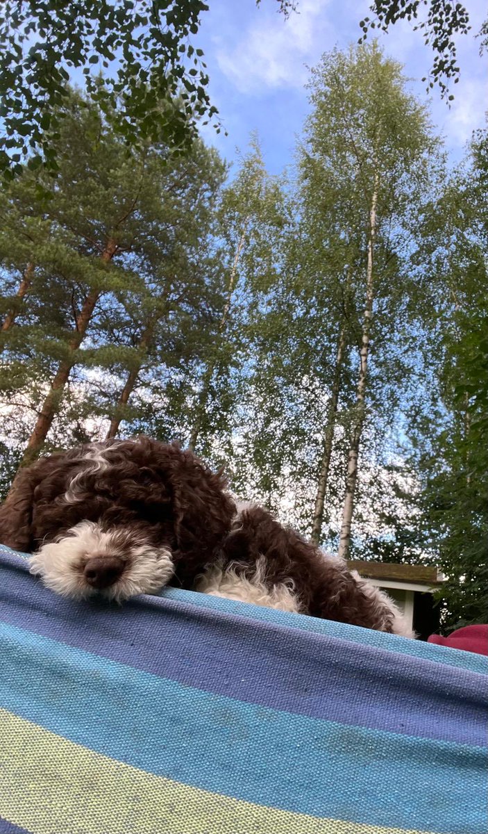 Mikäs tässä on maatessa😁.
#kesä☀️

Taloon on tullut uusi asukas, Roope #italianvesikoira