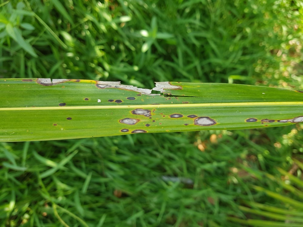 cititurf's tweet image. #Grayleafspot is a common summer lawn disease that causes unsightly grayish spots on your grass, leading to weakened and thinning lawns.

Call (972) 945-1514 to sign up for our gray leaf spot control service!

🔗 cititurf.com/gray-leaf-spot…
