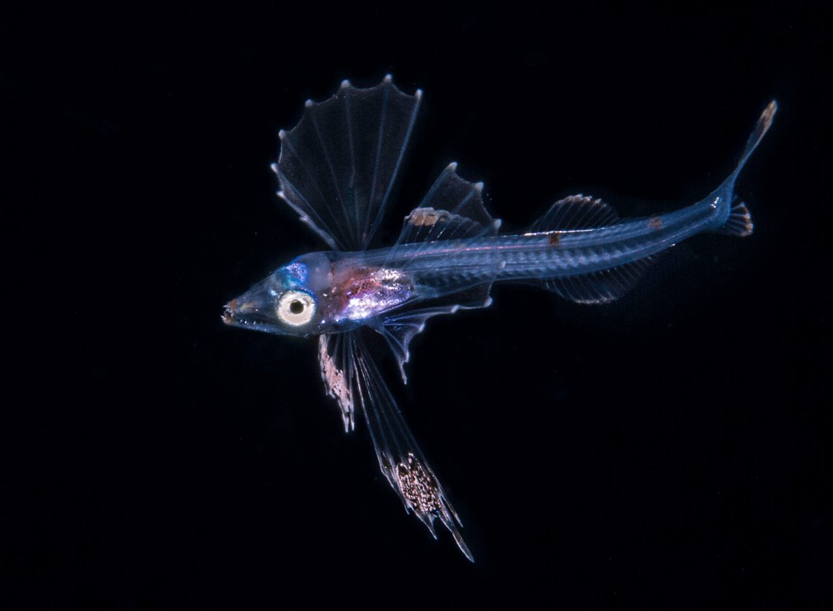 Read our 'An Introduction to Blackwater Photography' with Suzan Meldonian!