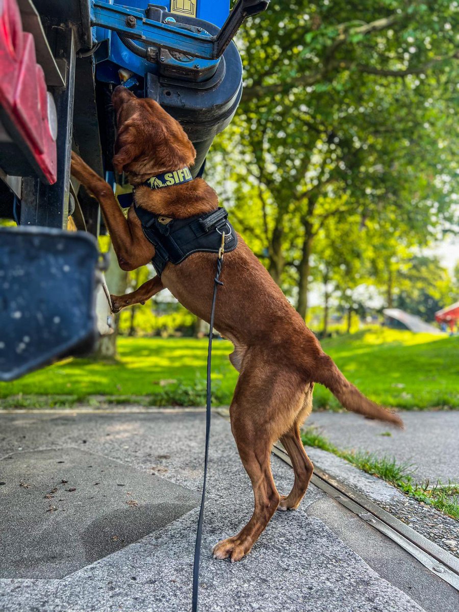 Pinpoint alert by K9 Nemo.

#redfox #redfoxlabrador #workingdog #speurhonden #speurhond #snifferdogs #scentdetection #scentdetectiontraining #scentworktraining #detectiondogs #customsk9 #policek9 #hondentraining #geurdetectie #sifd #scentimprintfordogs