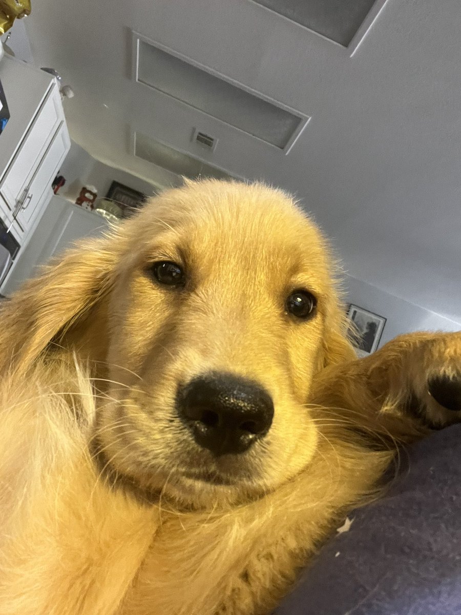 Hunny ❤️ #goldenlab #puppy #PuppyLovers #doesntgetanycuter