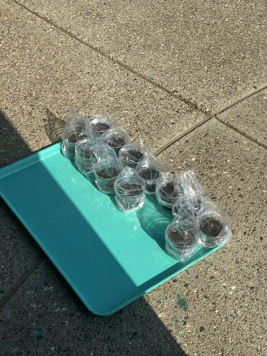 Amy_BakerLMS's tweet image. Science camp @WilkersonElem has begun!! #nosummerslide #centralcreativity