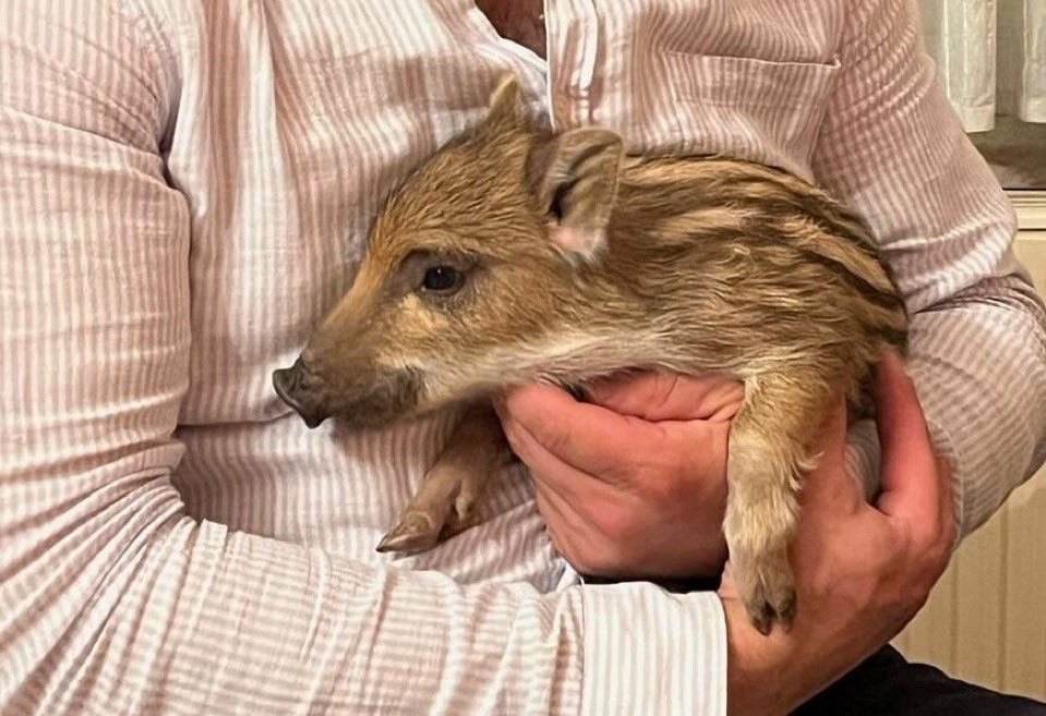 LeDirectInfo's tweet photo. 🔴🇫🇷 ALERTE INFO

- Dans les Hauts-de-France, la justice condamne à nouveau Toto le sanglier à l’euthanasie.

La famille et plusieurs associations appellent à l'aide pour sauver cet animal.

⚠️Partager massivement⚠️

#TOTO https://t.co/hyvf2GEfVI
