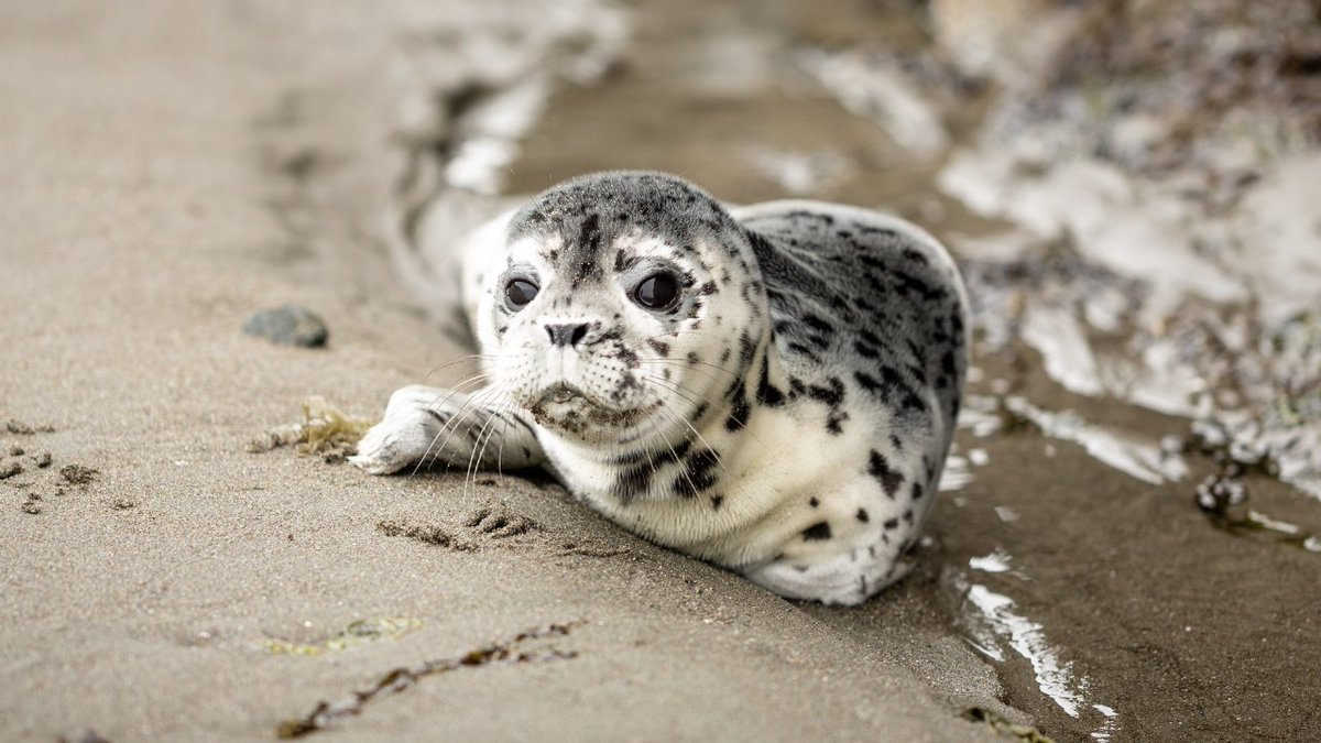 Fondation Brigitte Bardot tweet media