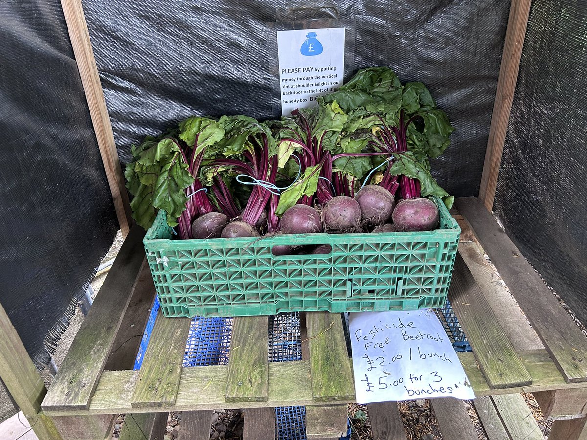 LoveGrowingVeg's tweet photo. Very disappointing sales of my beetroot from my honesty stall. One bunch over 3 days, posted on FB, our village has nearly 7000 inhabitants. People were happy to take my free courgettes 😔 Mrs T making pickled beetroot now, let them eat veg drenched with chemicals https://t.co/Usu9zKvbNe