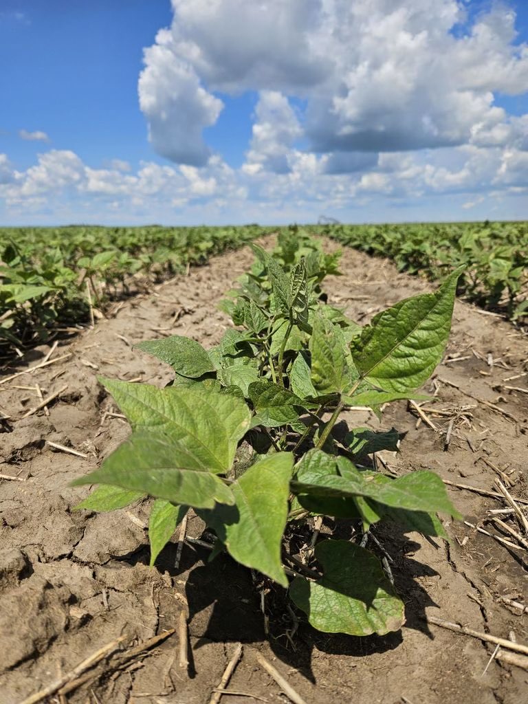 RiverhurstBean's tweet photo. The 2024 Riverhurst Bean Festival kicks off the day on July 27 with Irrigation Saskatchewan Field and Plot tour from 9 am to noon, leaving from the Riverhurst Community Arena. 
@SaskPulse @SkAgriculture  @ag_alloy
@IrrigateSask https://t.co/aQSCJQ0ePH