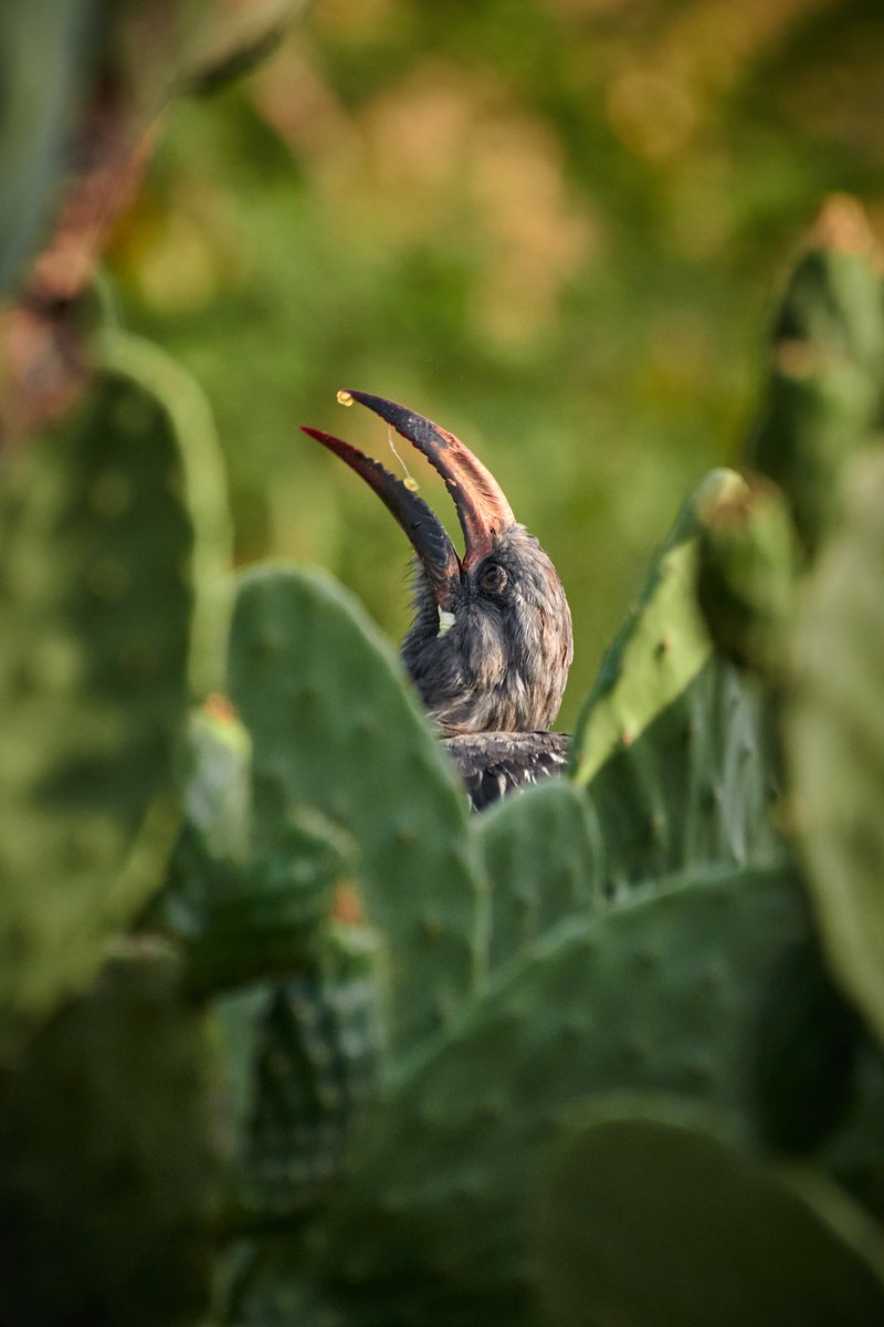 bownaankamal's tweet photo. Hemprich Hornbill having breakfast. Not sure what it was eating but was digging the cactus
๐ฆ Lake Langano | Ethiopia
#endemicspecies #avian #keepitwild #HemprichHornbill #hornbill #magicalethiopia #hornbills #macrocaptures #bbcwildlifemagazine #africanwildlife https://t.co/oVCexuXOM2