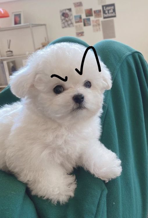 twaniimals's tweet photo. ㅤ https://t.co/Dc7ESohaWw