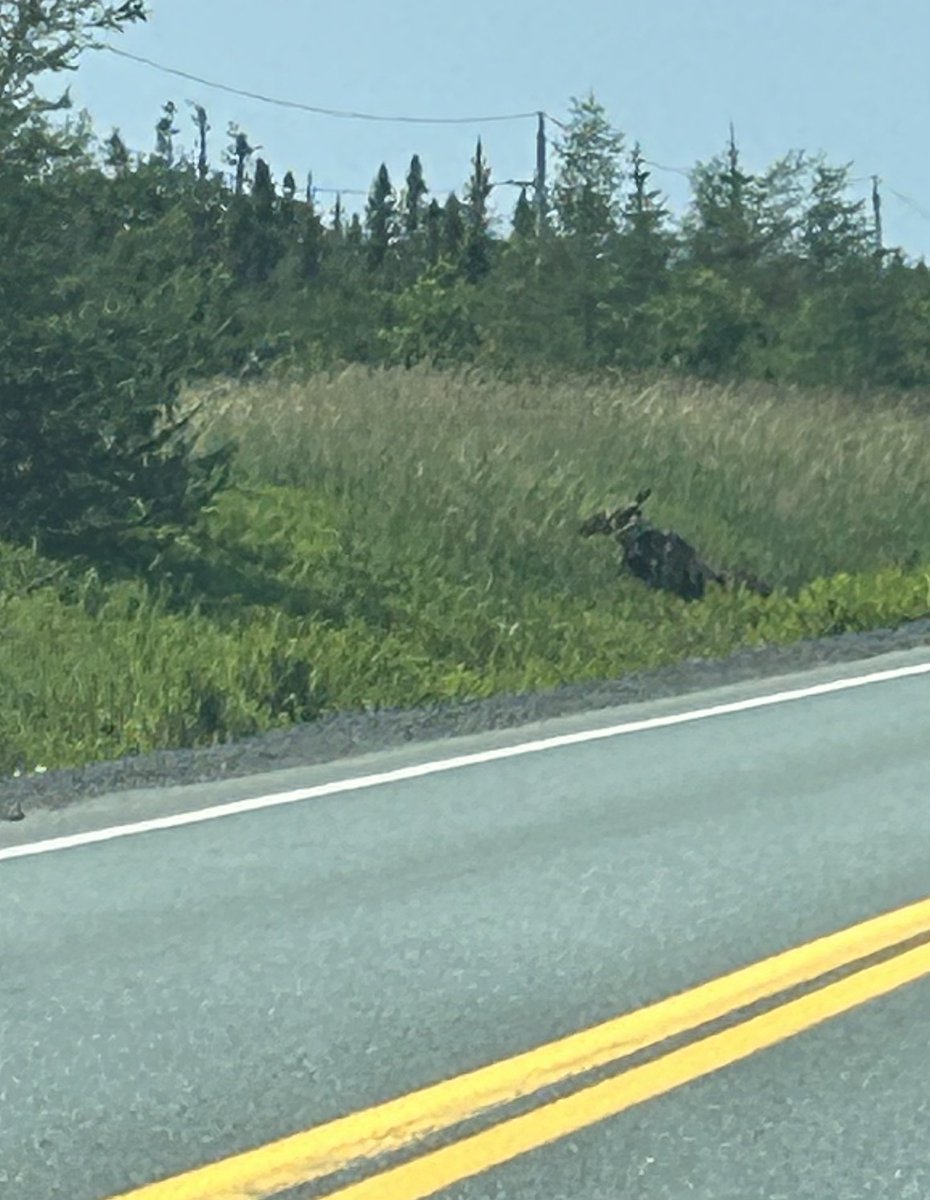Moose in the area of Goulds turnoff end of Robert E Howlett. Keep an eye out. #nltraffic