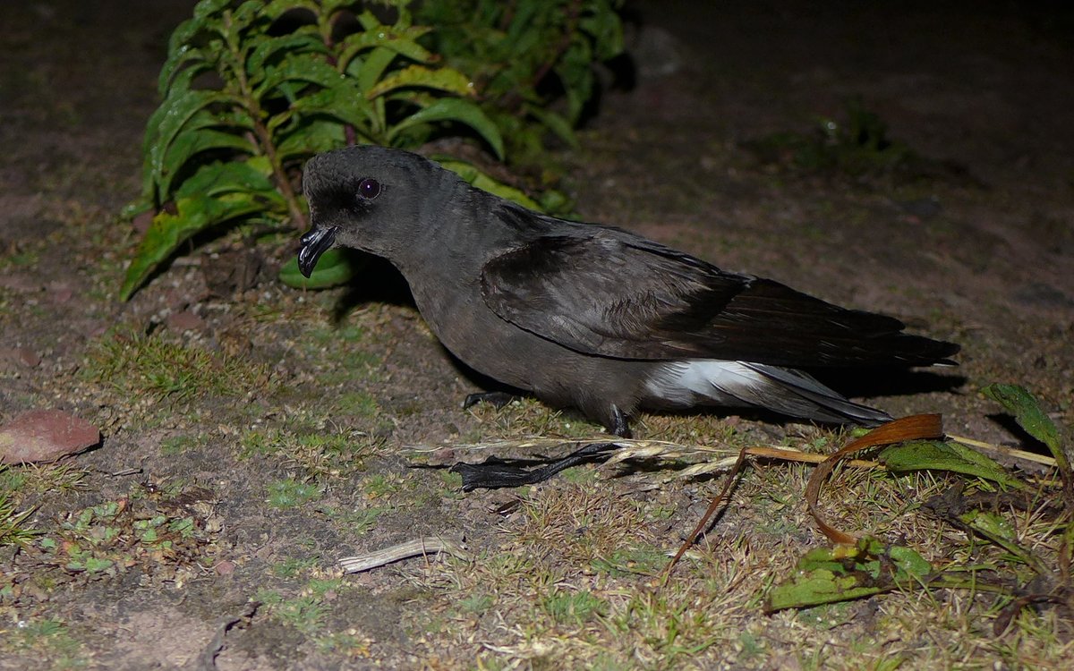 Skokholm Island tweet media