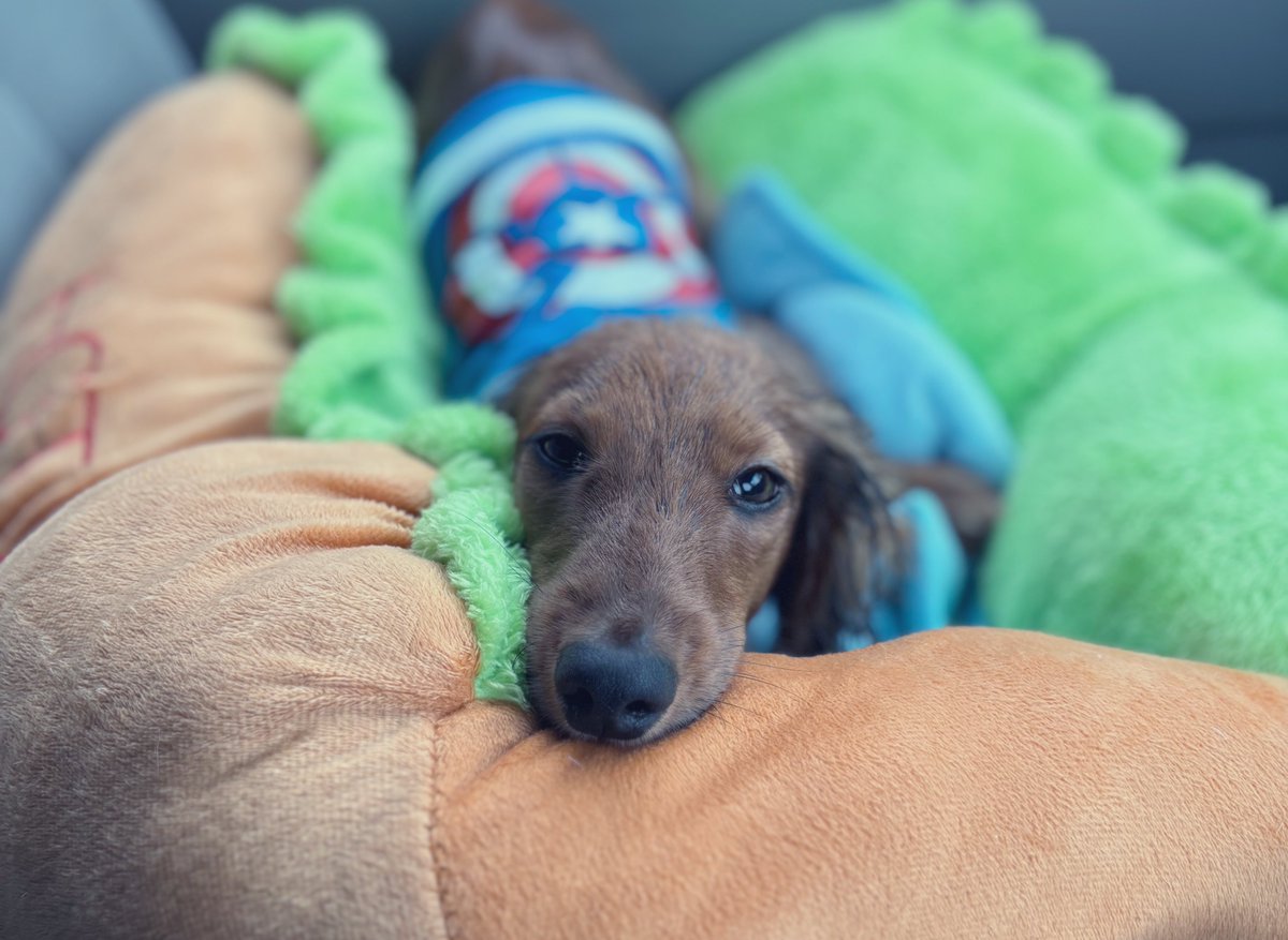 ぷぷ (@kedama0801) on Twitter photo 