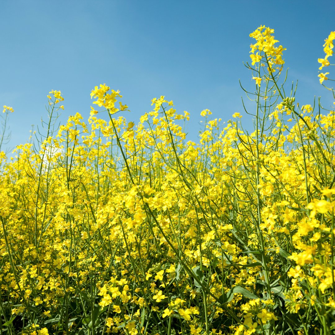 #DYK that sulphur plays a key role in the production of chlorophyll and protein in a crop? 🌾 It can also increase crop yields! Uncover five key facts you didn't know about sulphur today: bit.ly/4c6BGFB #Sulphur #CropNutrition #CdnAg