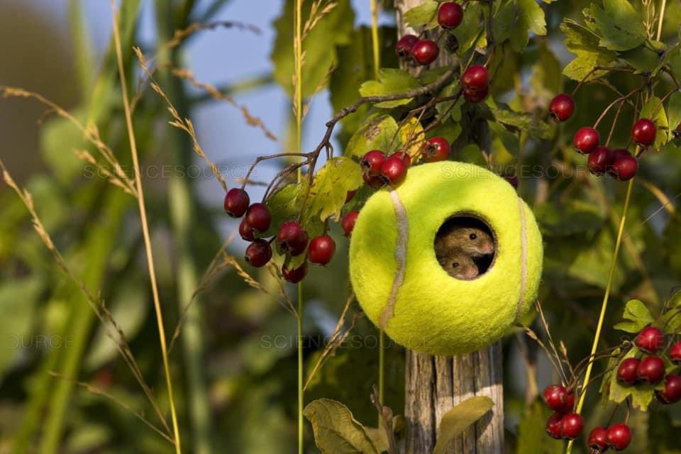 Friendly reminder that conservationists recycle Wimbledon tennis balls and install them as predator proof shelters for field mice: