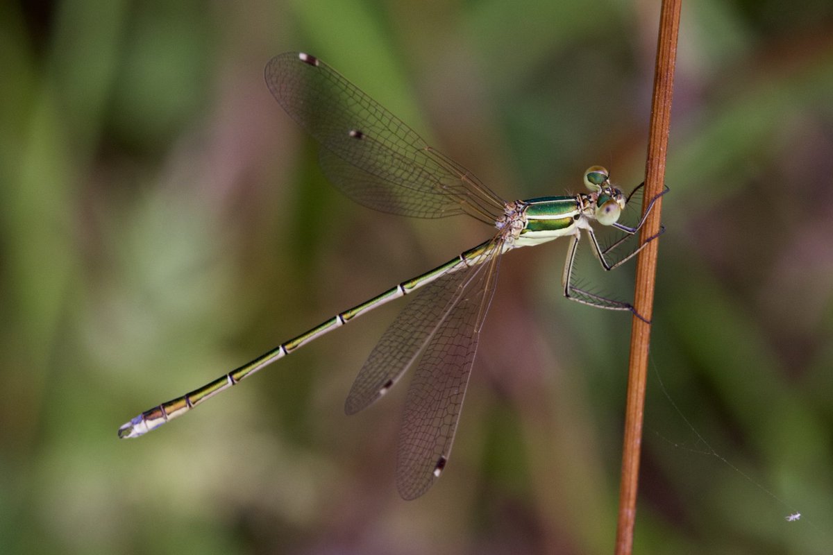 e9doc's tweet image. Southern Emerald Damselfly, Cliffe Pools, yesterday.  Thanks again, ⁦@MarcHeathym007⁩ !