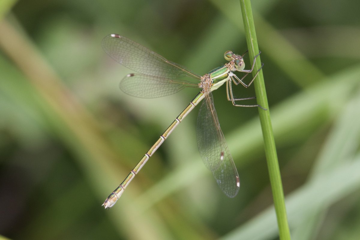 e9doc's tweet image. Southern Emerald Damselfly, Cliffe Pools, yesterday.  Thanks again, ⁦@MarcHeathym007⁩ !
