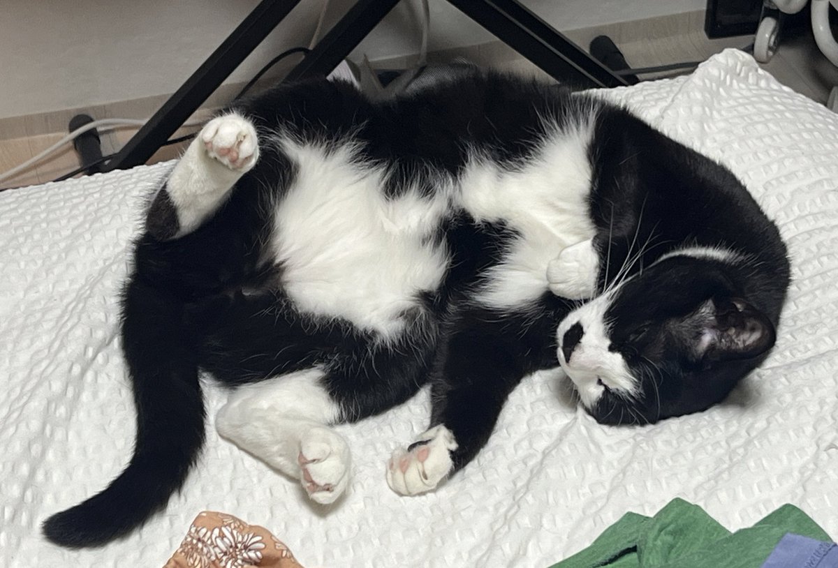 고양이 원래 이렇게 천방지축 아기 강쥐처럼 자나오