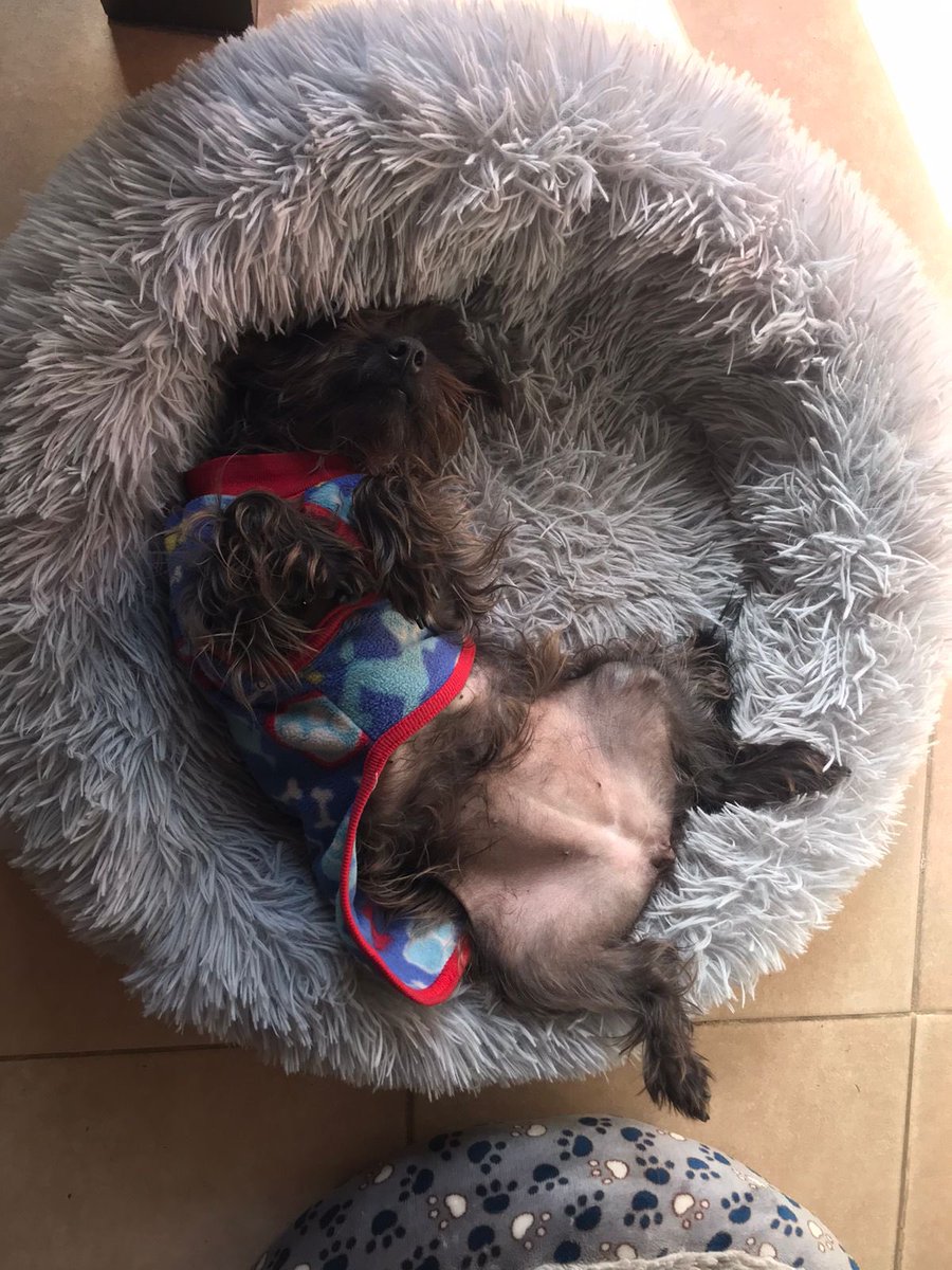 Negrita (Ex CANICHONA) 

La desfachatez hecha perra …… los granujas adoptados de NARNIA en BA 

Háblame de amor. Gracias Carito por darle una FAMILIA HERMOSA a la enana 

❤️🐶🐶🐶❤️