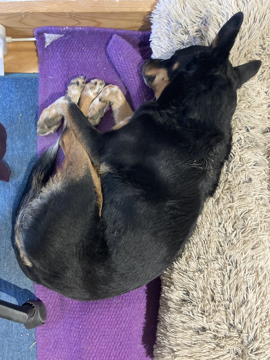 Proper dog bed use appears to be in decline for this one lately