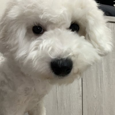 夢裡什麼都有 tweet media