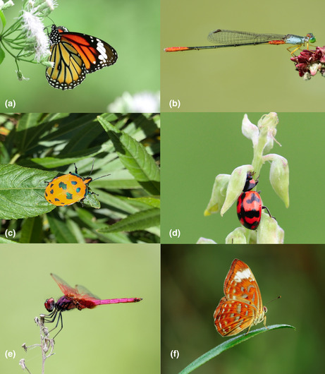 AnimBehav's tweet photo. Great new review on the climate-driven colour changes in #insects and what that means for sex-signals.

Read here: https://t.co/pGJZYqc9Pm

Photo: Photo © MK Khan https://t.co/i1qKi0e84f