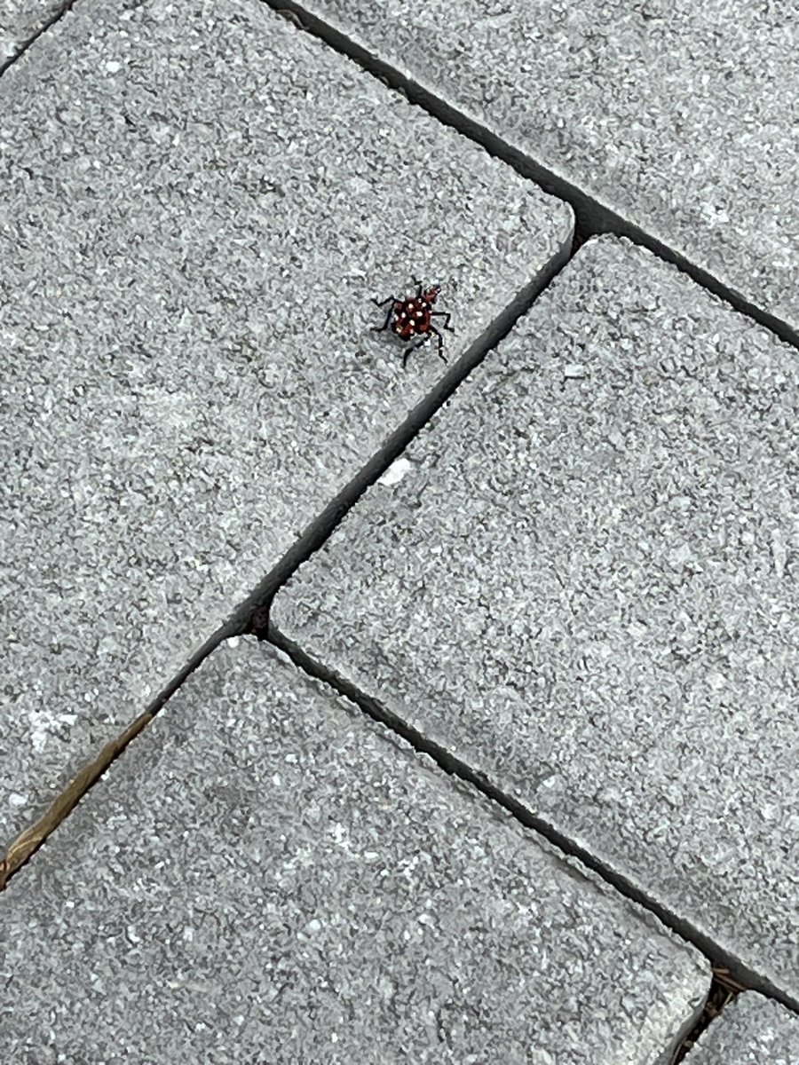 gingnips's tweet image. Who else hates new york