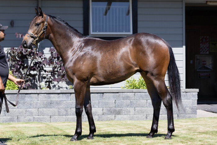 WestburyStud's tweet photo. Good luck to @mcevoymitchell and the owners of #Zoustar colt #Galath in Race 4 at @BallTurfClub ... currently $1.75 fav in early markets. Bred by @GerryHarveyNZ he was a 210k yearling at @KarakaChat. https://t.co/M6r9H6bbzD