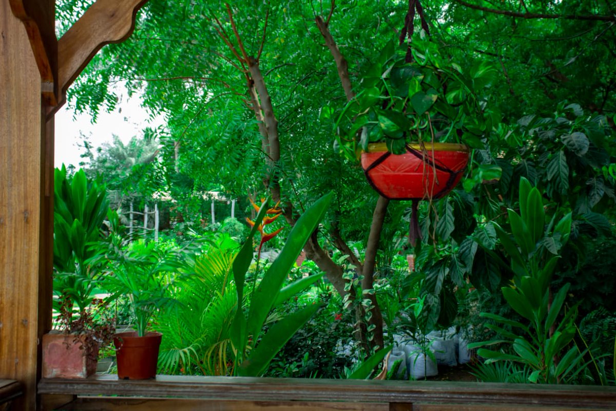 GDfAfrica's tweet photo. Are you seeking a place for life reflection? If so, look no further—Discovery Gardens, Legon, and Lakeside Horticulture are perfect for that experience. https://t.co/gimgpg2FBY
