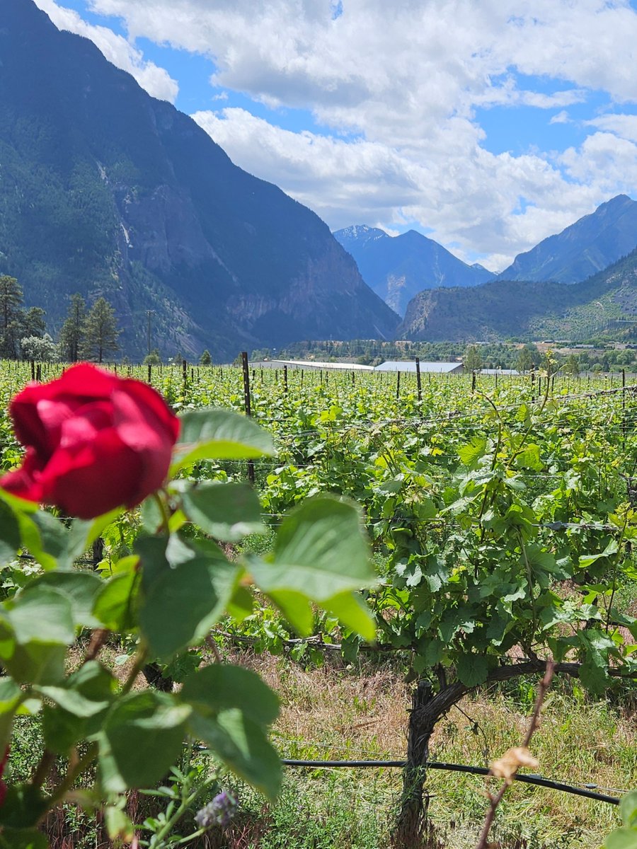 The latest update on BC wine country is here! Discover why now is the perfect time to visit, with scenic views, exciting events, and new wine releases. There's so much to explore and enjoy. Read the latest blog here: winebc.com/taste_terroir/…🍷☀️

📷 Fort Berens Estate Winery