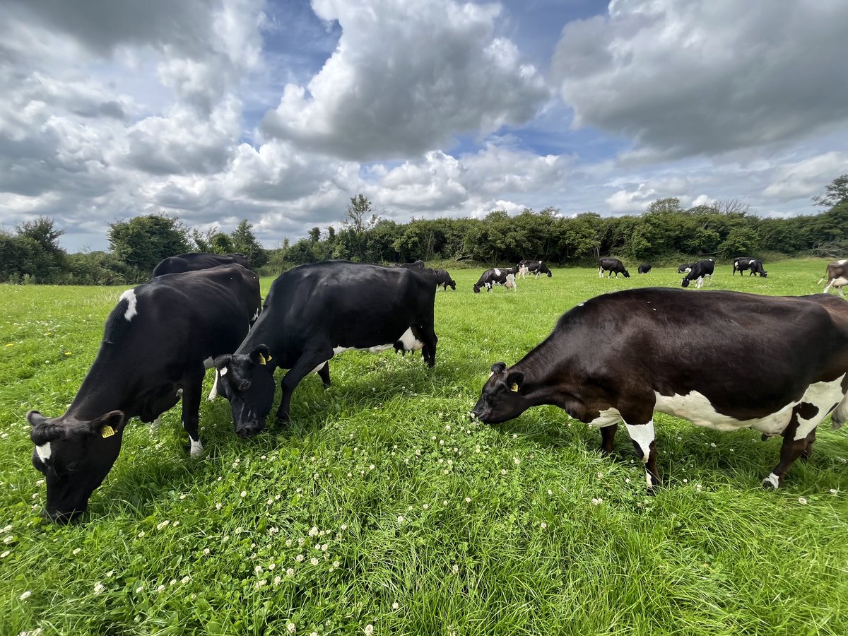 Clover to milk with woodland in the background. Typical of Irish dairy farming and reason that we are the most Carbon efficient producers of dairy products not only in Europe but across the world