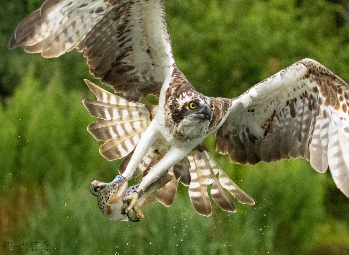 Dil Jauffur tweet media