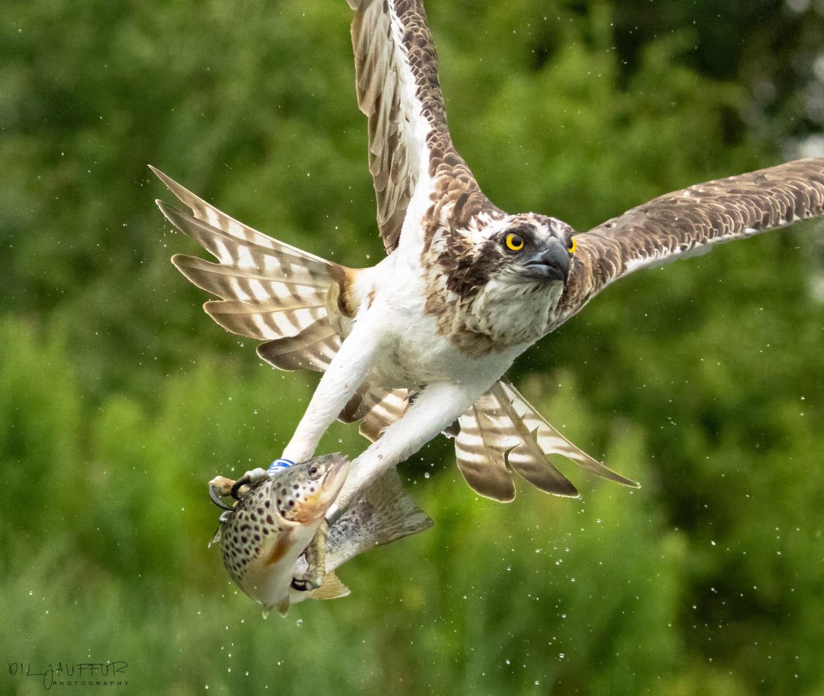 Dil Jauffur tweet media