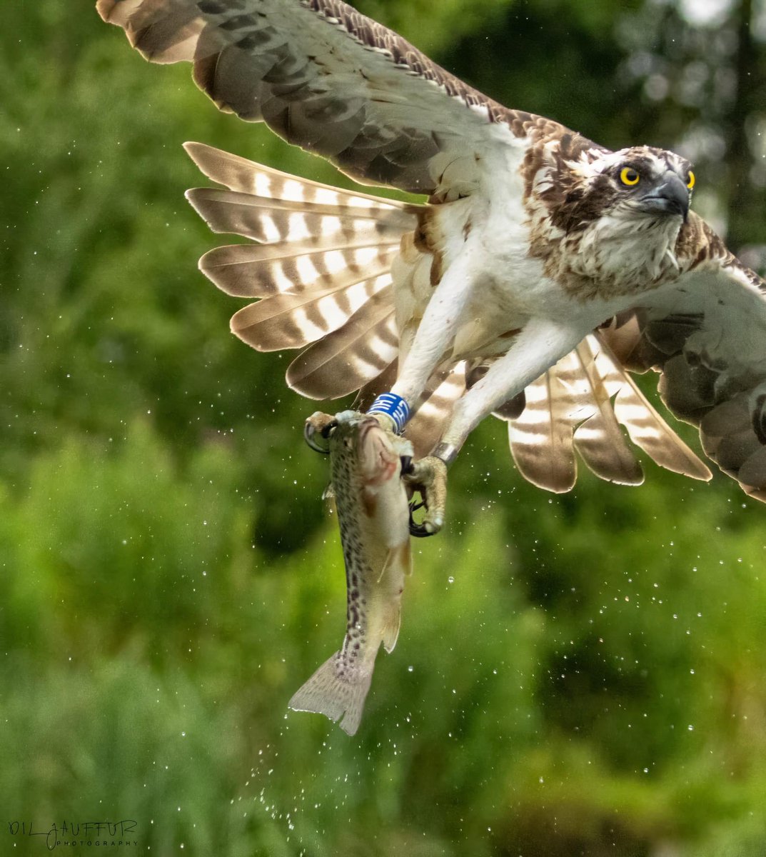 Dil Jauffur tweet media