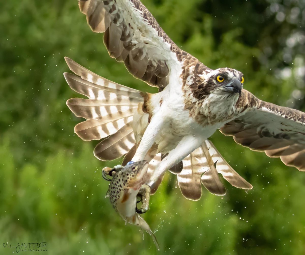 Dil Jauffur tweet media