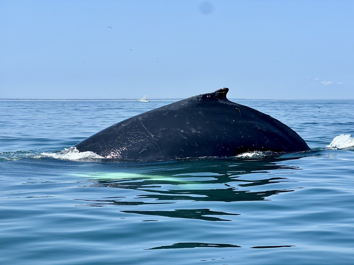 DavidCRichard's tweet photo. Pod of humpback whales off of Cape Cod! https://t.co/6szkd3SEM9