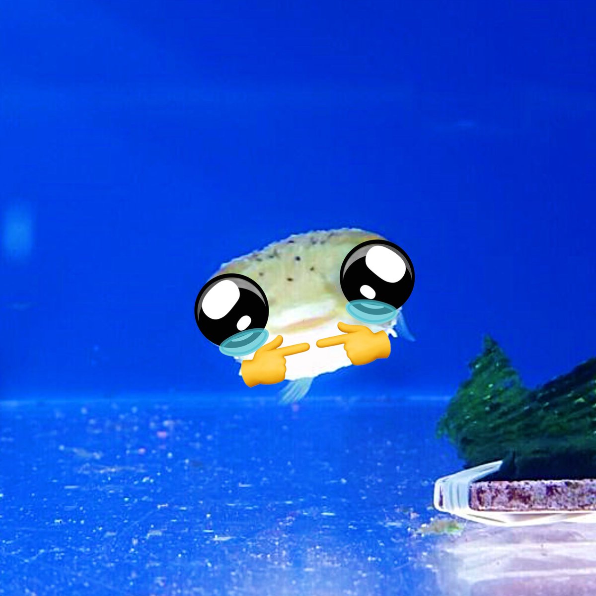 Heard $FISHI stole our artwork and meme. Big sad.

We're the real one.

If you like the meme, please join the still active community in our TG to run this up again.

Yes, it is a CTO. $PUF up!