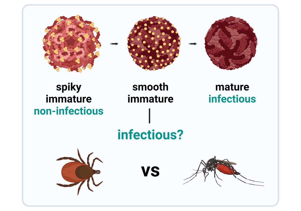 JiHoloubek's tweet photo. The preprint with my beloved project on immature tick- and mosquito-borne flaviviruses is out!😍
👉https://t.co/Pl5Qa4pKdy

#flavivirus #immature #flavivirusmaturation
#TBEV #LGTV #LIV #WNV #USUV #ZIKV https://t.co/aFdGBRz8uD