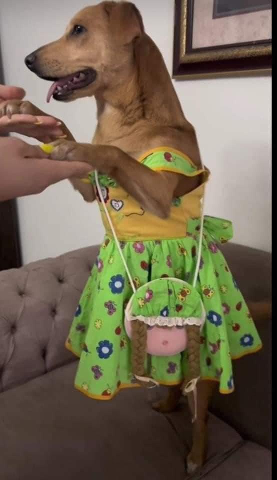 mi mamá guardando por 23 años el vestido para su nieta / la nieta