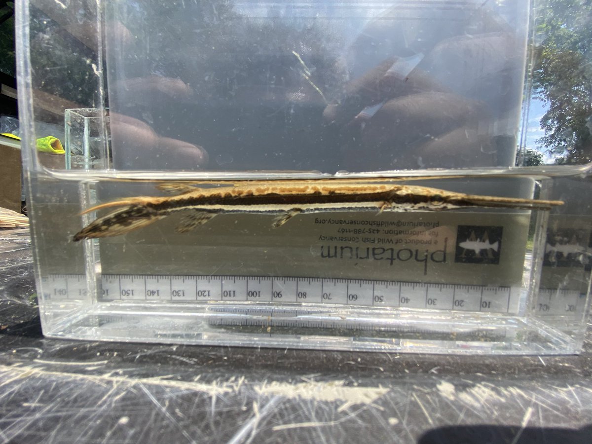 Joel Corush (@jcorush) on Twitter photo Collecting minnows with <a href="/mtanichthys/">Milton Tan</a> and @CucalonV on our way home from #JMHI24 and caught my first Juvenile Gar from the Allegheny River. Collecting minnows with <a href="/mtanichthys/">Milton Tan</a> and @CucalonV on our way home from #JMHI24 and caught my first Juvenile Gar from the Allegheny River.