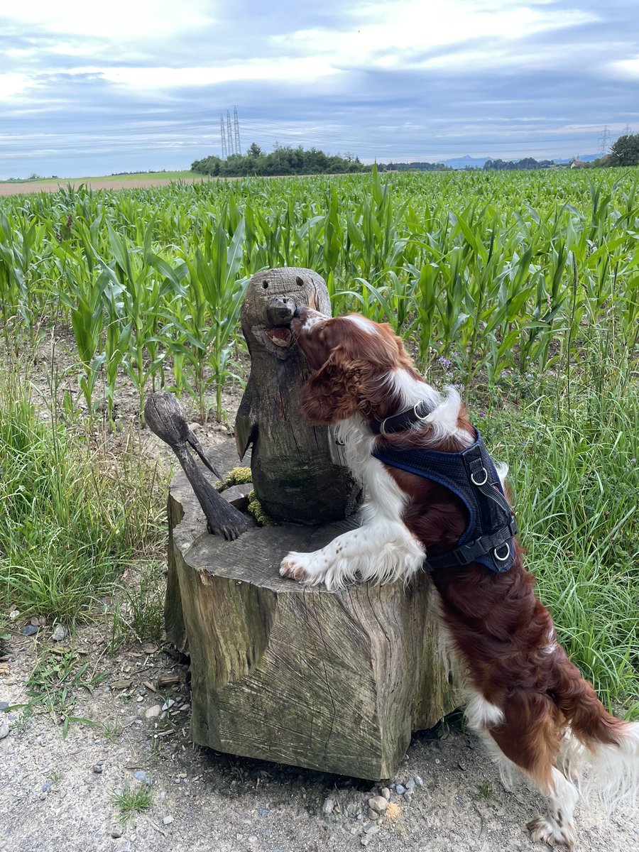 Joy4Pets's tweet photo. #leolumpi found a new friend! ๐ฅฐ #dog #doglovers #welshspringer https://t.co/tQP7jUa22e
