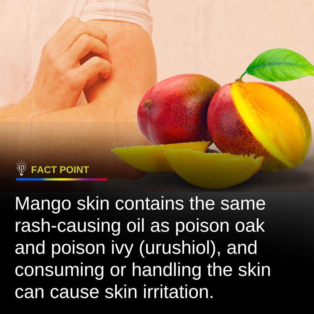 FactPoint's tweet photo. Mangoes: sweet inside, trouble on the outside! 🥭⚠️ #MangoFacts #Urushiol #SkinCareAlert #FoodTrivia #HandleWithCare https://t.co/QA7maV3lWE