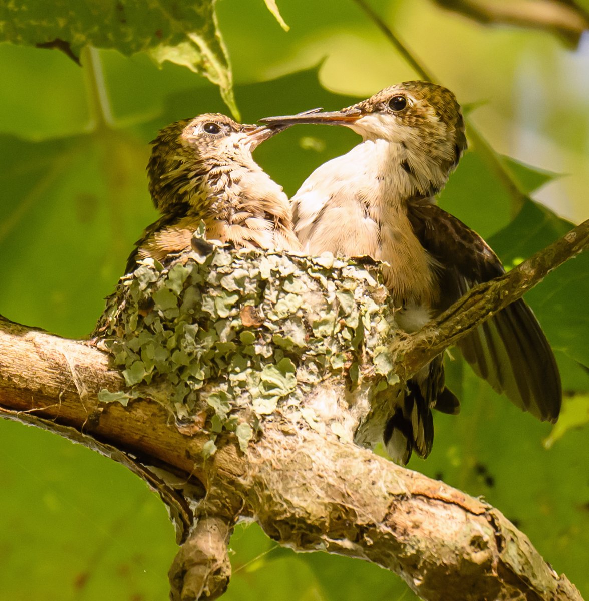These two Ruby-throated Hummingbird nestlings barely fit in the nest. They have been quite active; preening, playing, and testing out their long tongues. Mama Hummingbird has been stopping by to feed them while also building another nest to raise more hummingbirds.