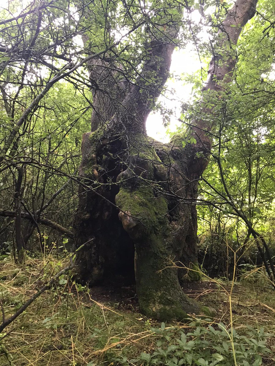 TreeRegister's tweet image. #ThickTrunkTuesday