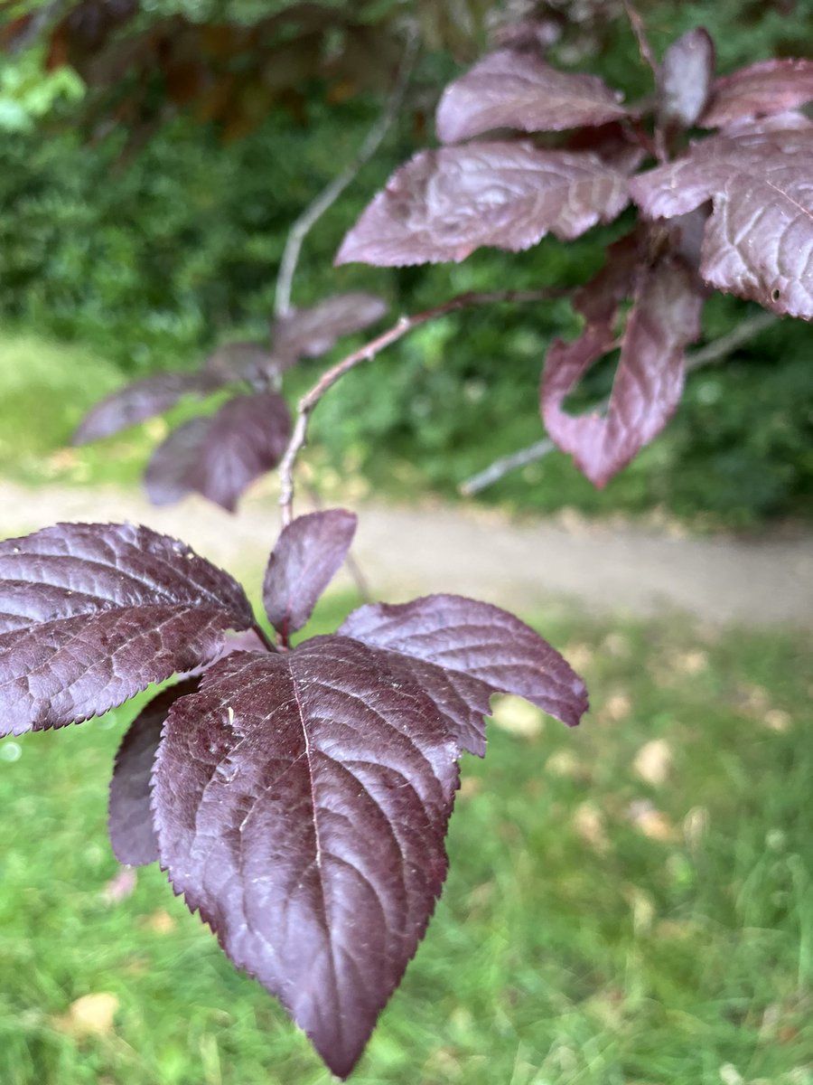 *Sat July 20th White Horse Road Rec Ground, CR0 2QJ, Family Event*

An Afternoon of Arts in the Park Dedicated to Nature, Well-being and Fun 🌳☀️

Inc Litter Pick, Parkbathe, Conversations with a Dead Poet, A Poetic Ramble &amp; The Big Fat Tea Party! 

Drop by! RT! 

#family #nature