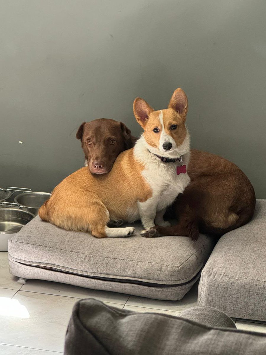 clarimbernal's tweet photo. DOGUE #dogs #corgi #camila https://t.co/9EOlzSYZvy